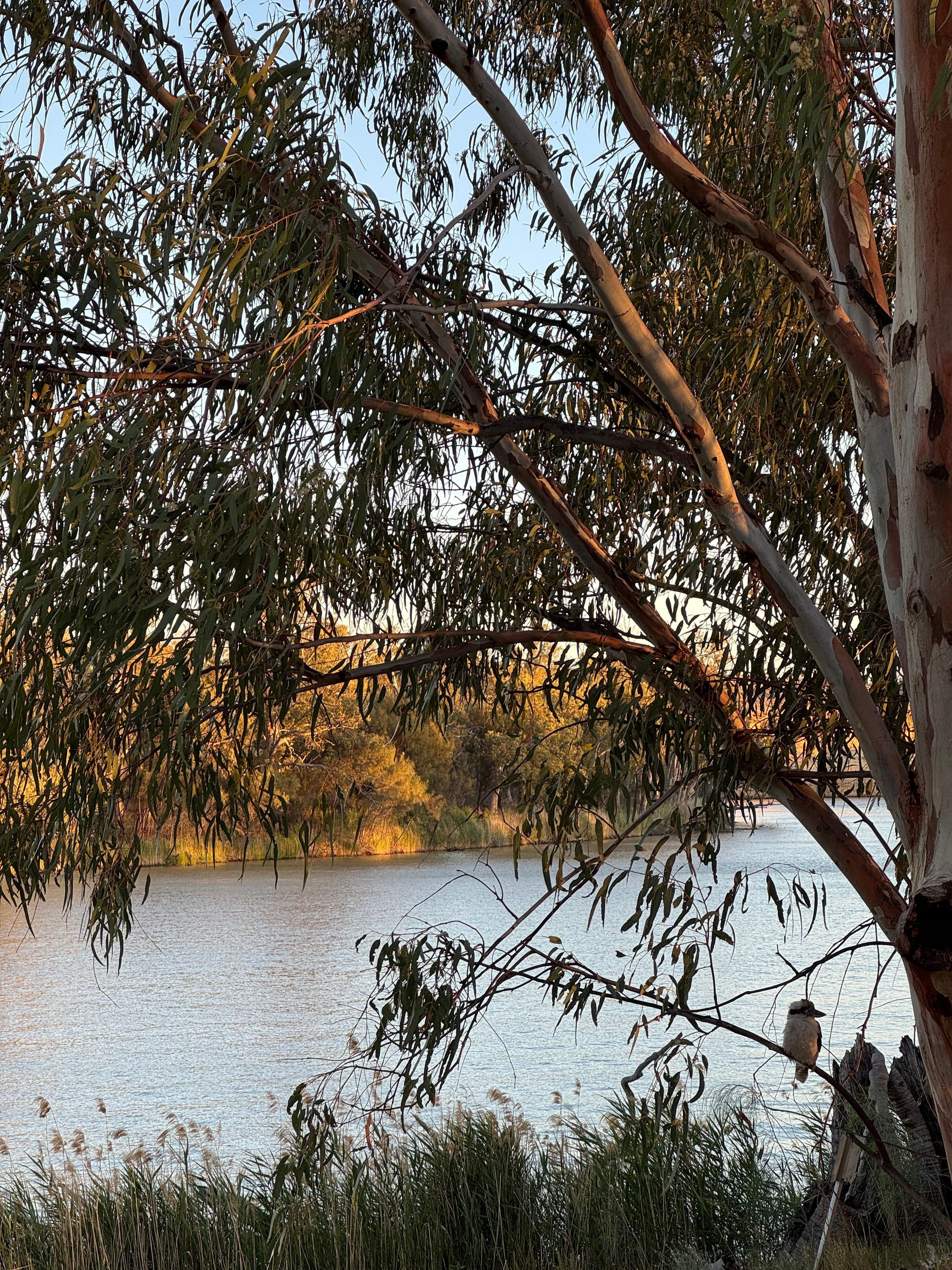 Friendly kookaburras 