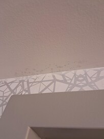 Black mold