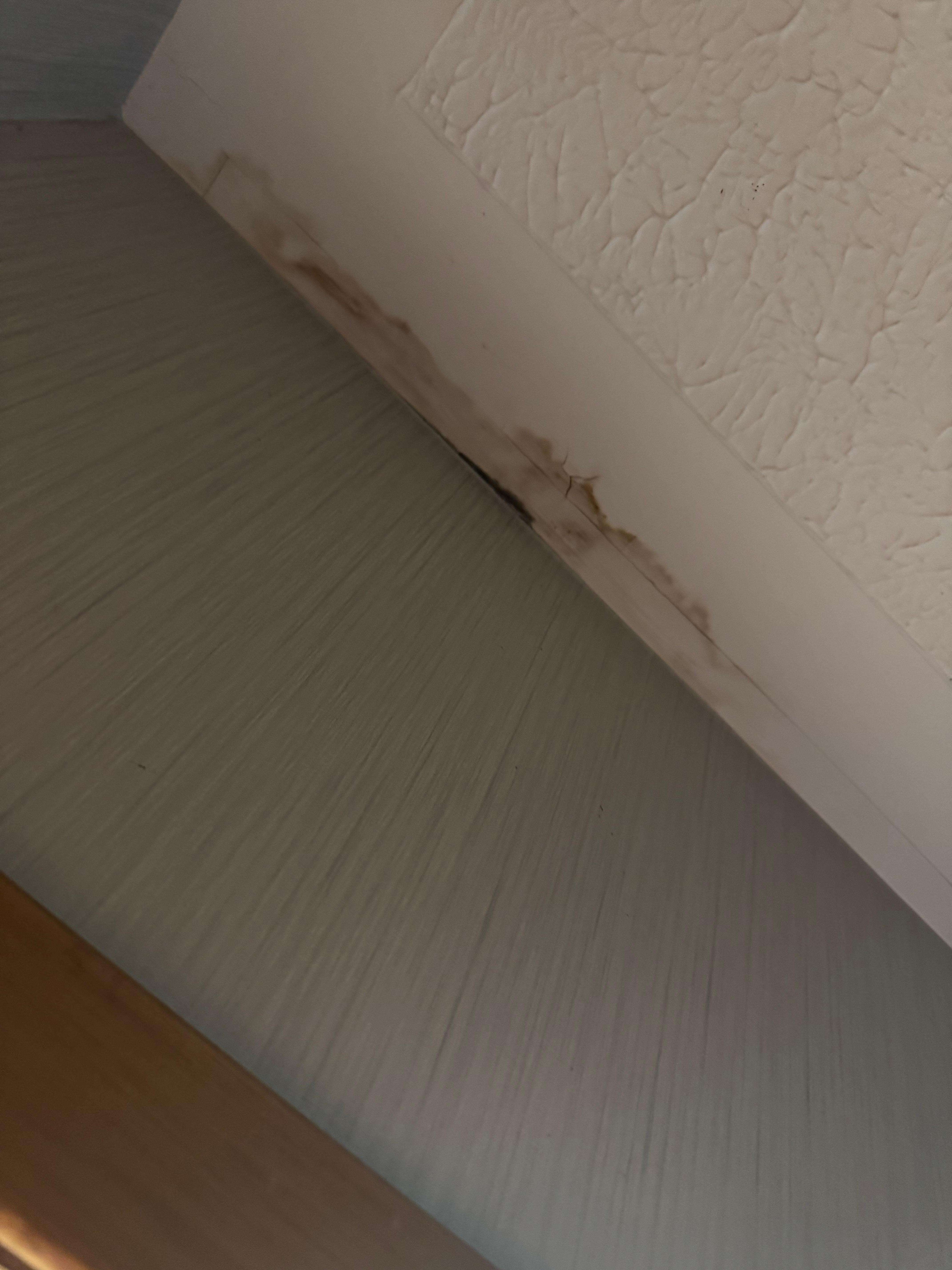 Water Damage/Mould