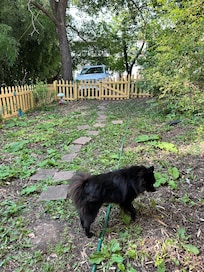 Chili in the fenced yard