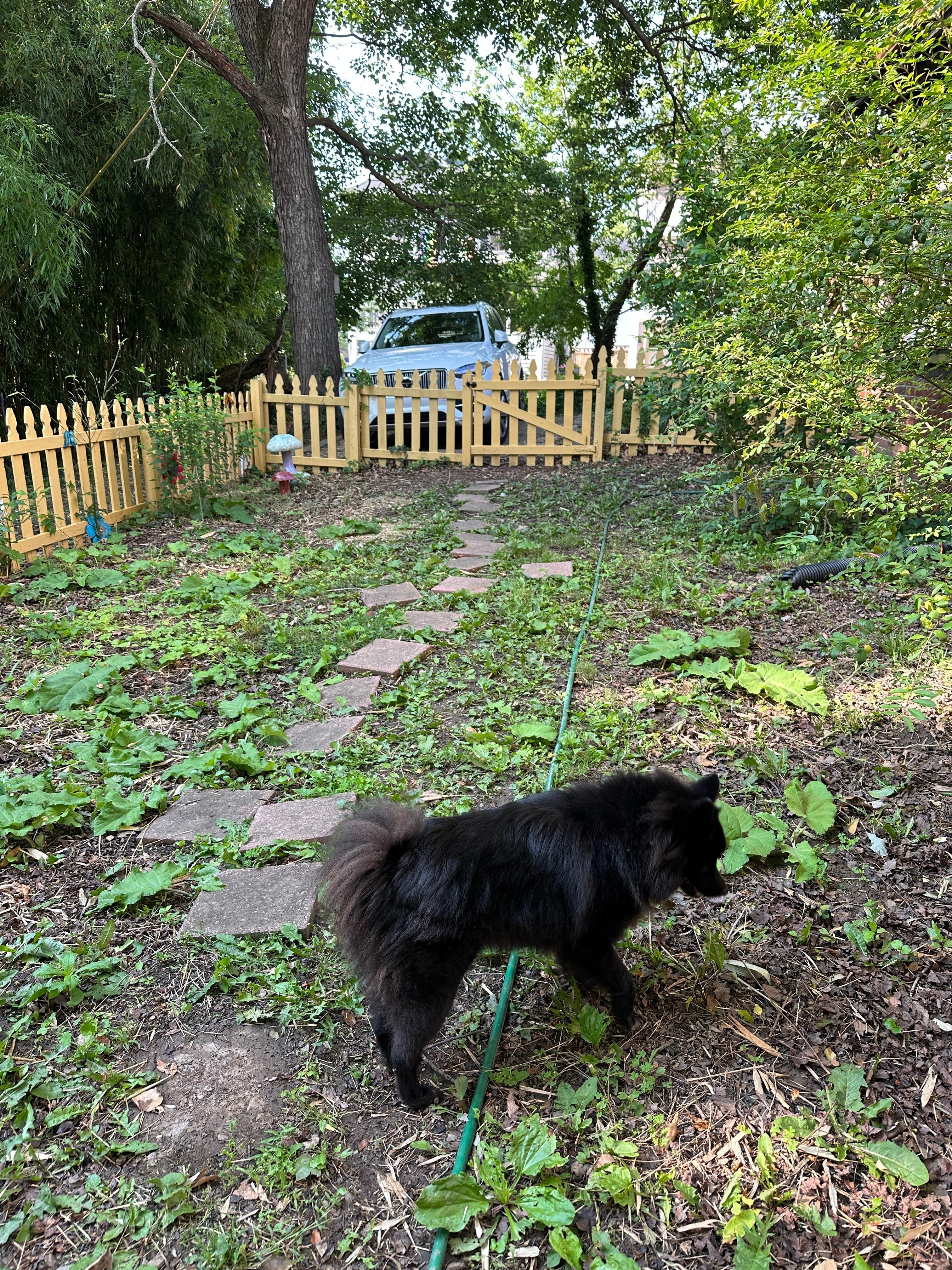 Chili in the fenced yard