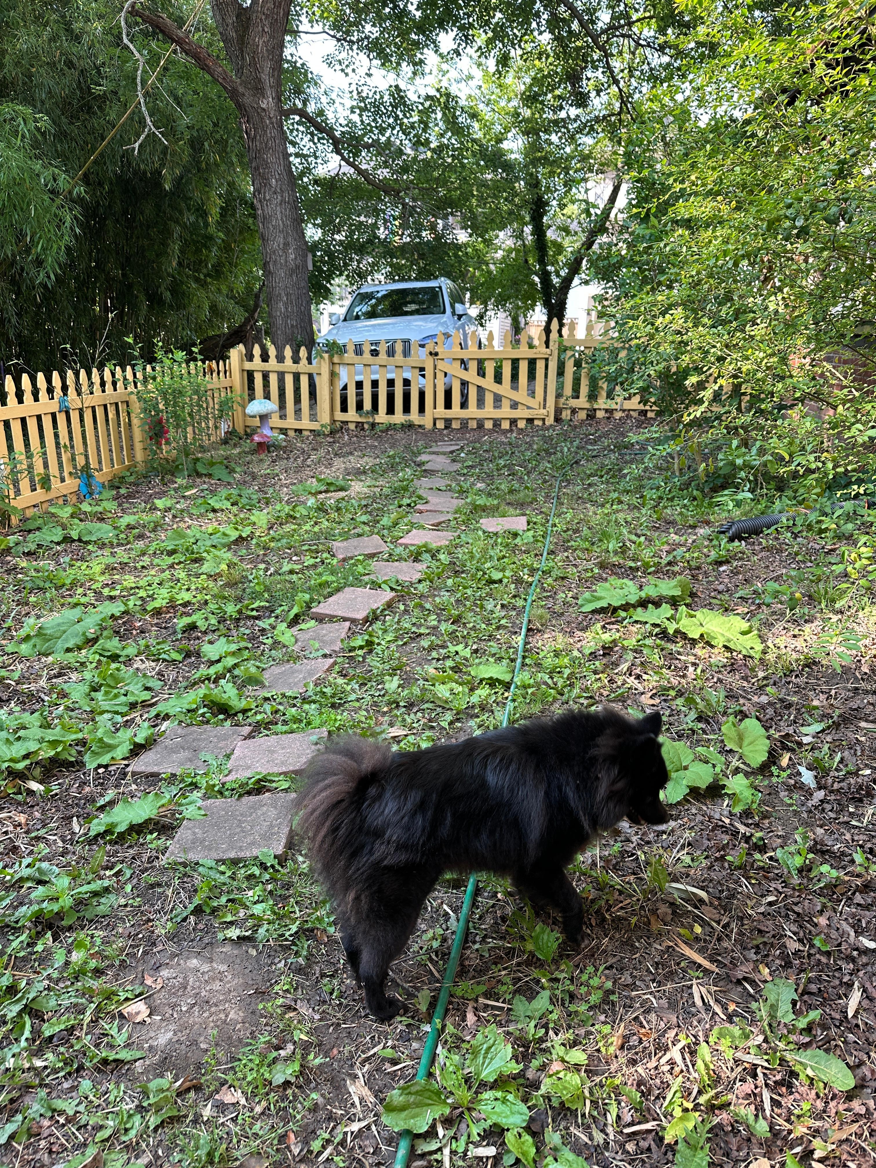 Chili in the fenced yard