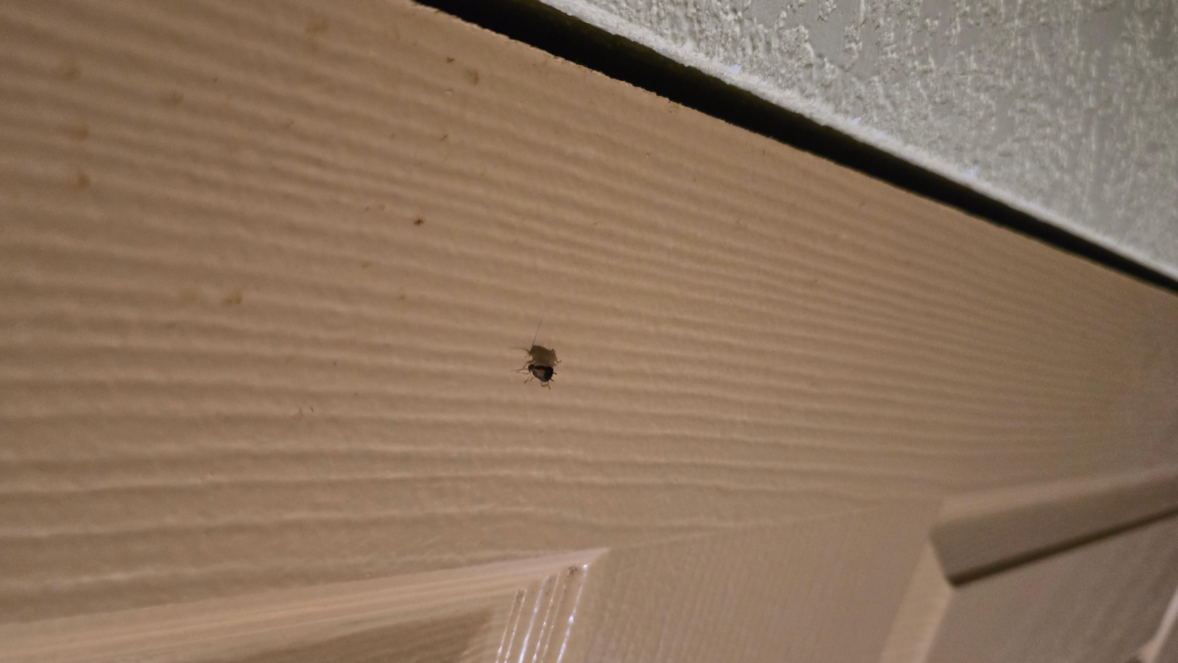 Roach