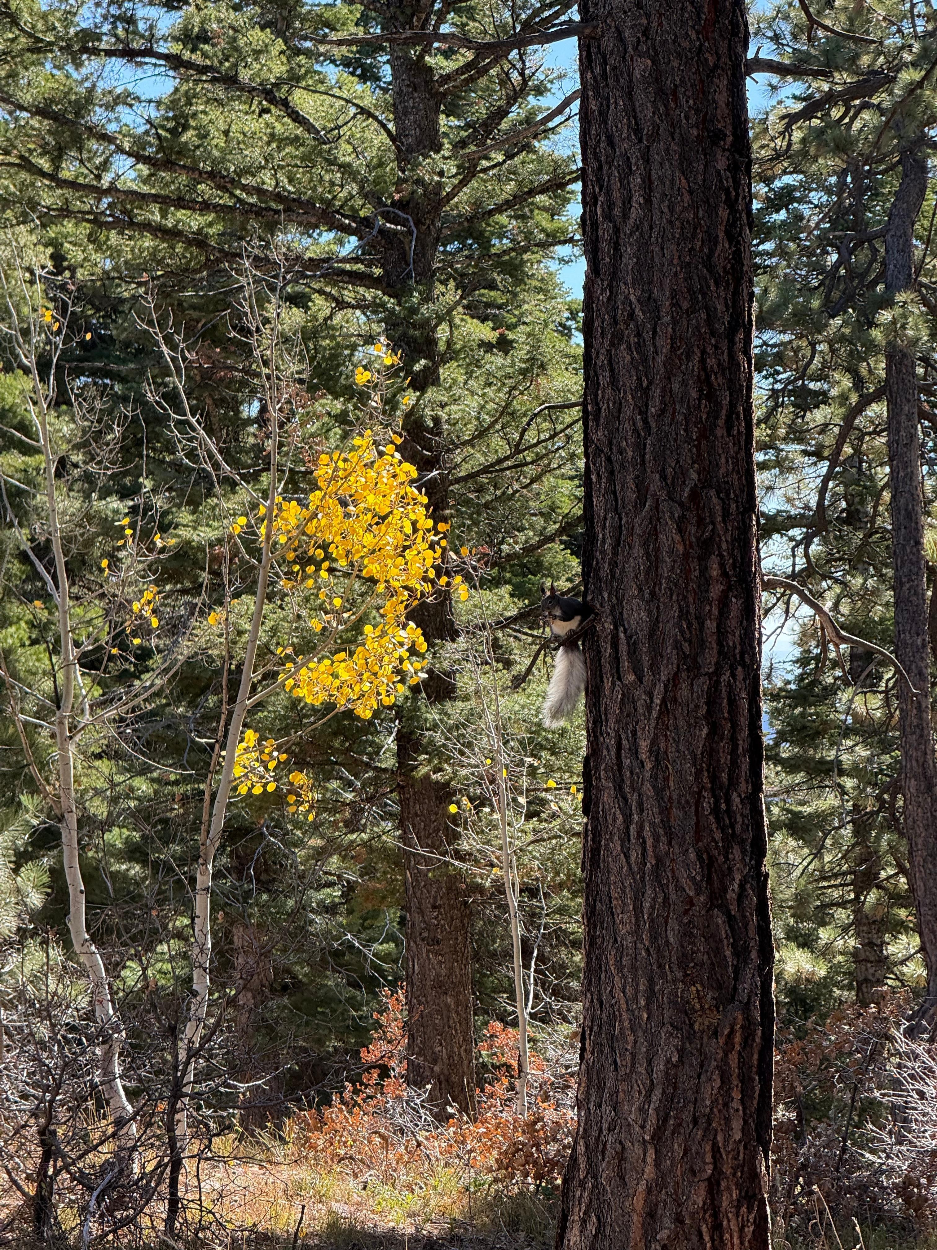 Another furry visitor 