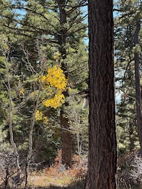 Another furry visitor