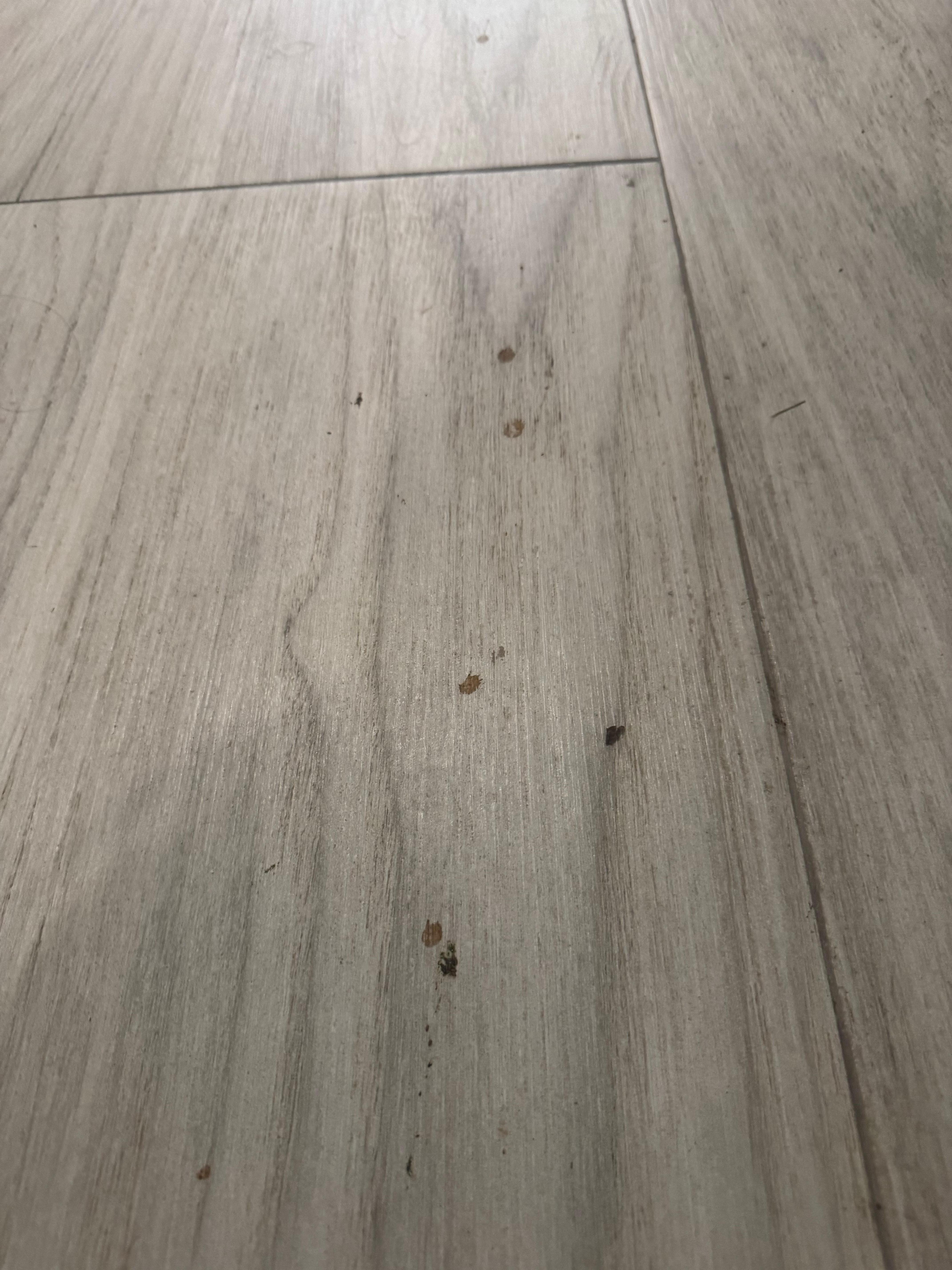 Blood stains on walls and floors 