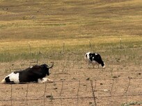 Some yaks