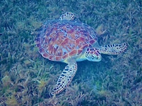 Rencontre avec une tortue