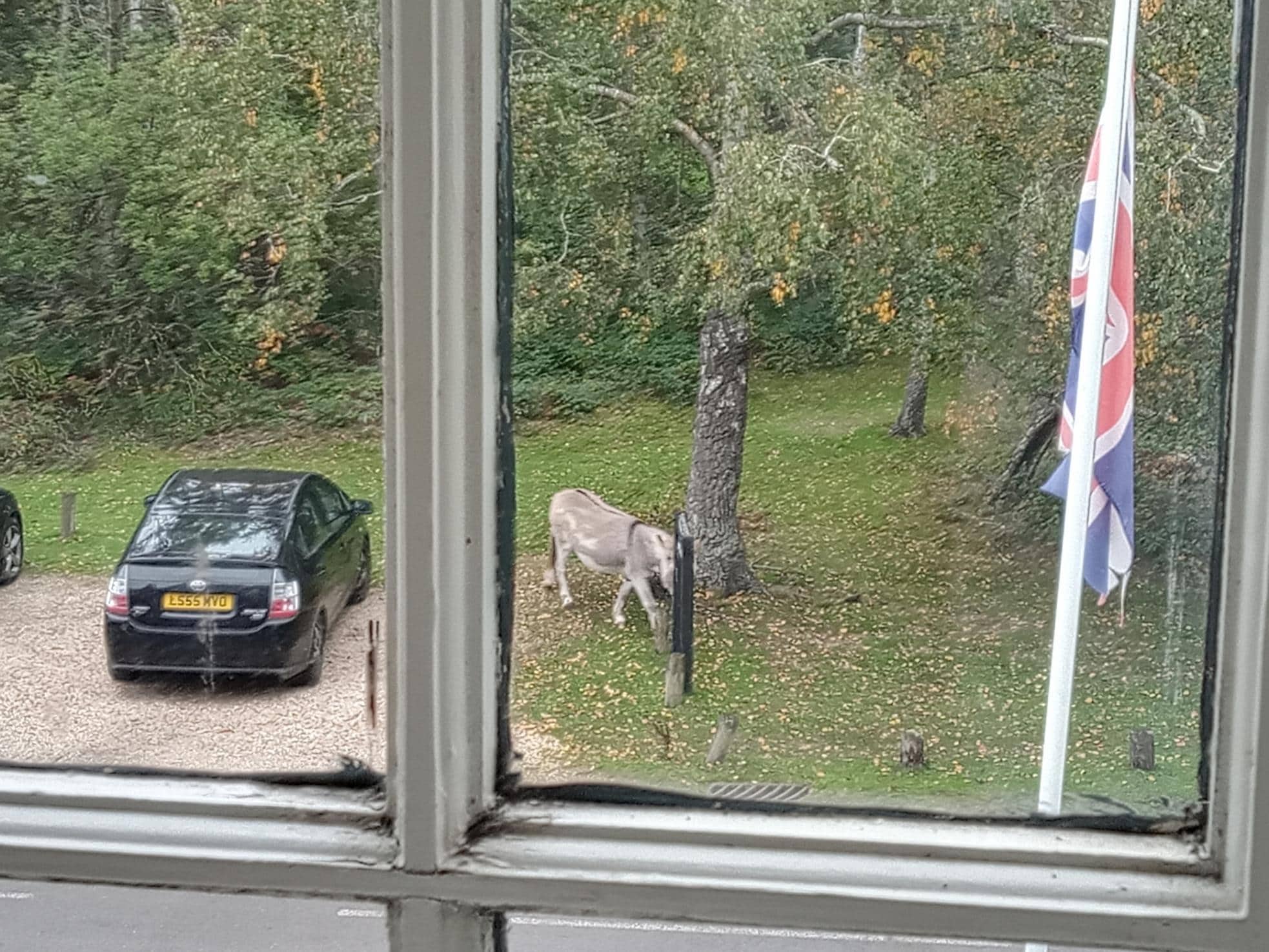 Donkeys and Ponies were good to watch from bedroom window.