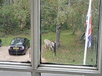 Donkeys and Ponies were good to watch from bedroom window.