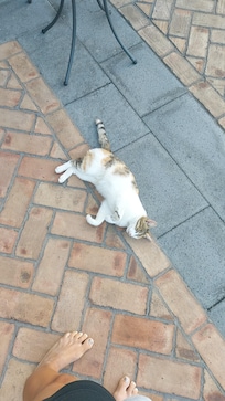 Hauskatze