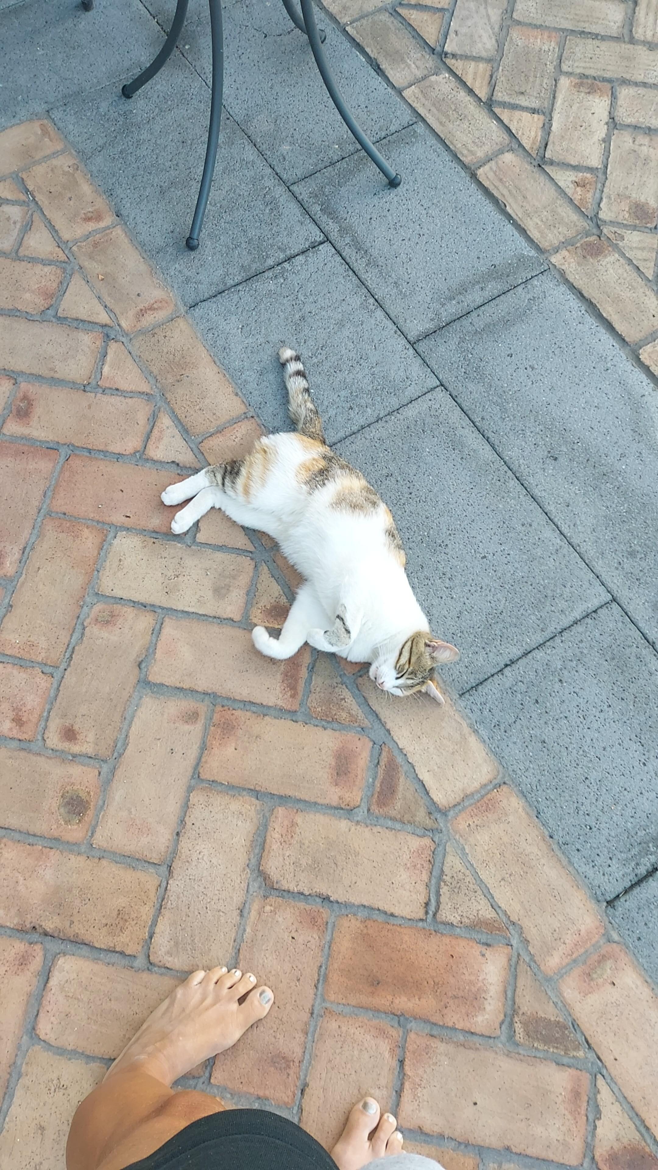 Hauskatze