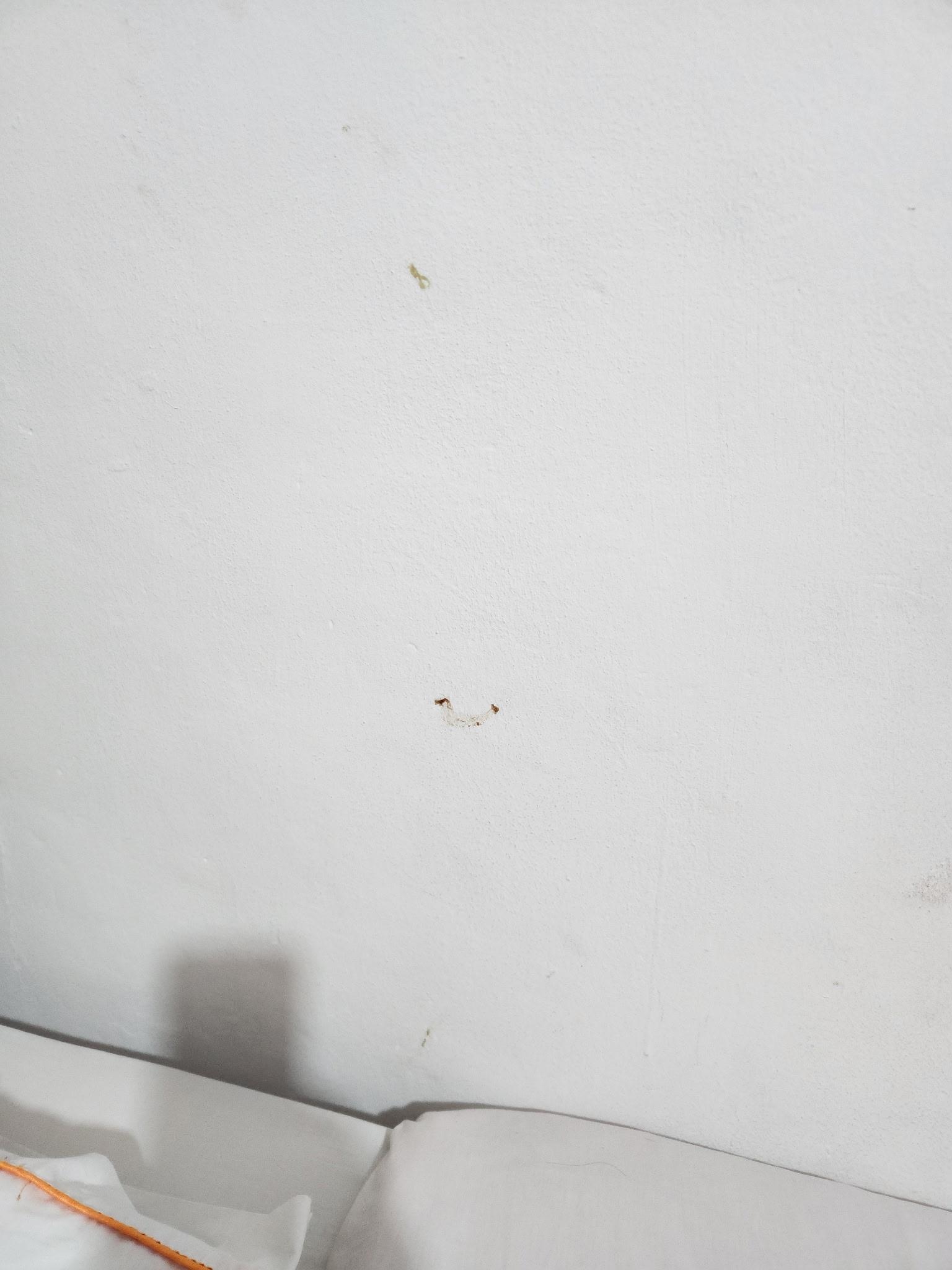 The wall next to the bed. My husband wiped it down before we went to bed. 