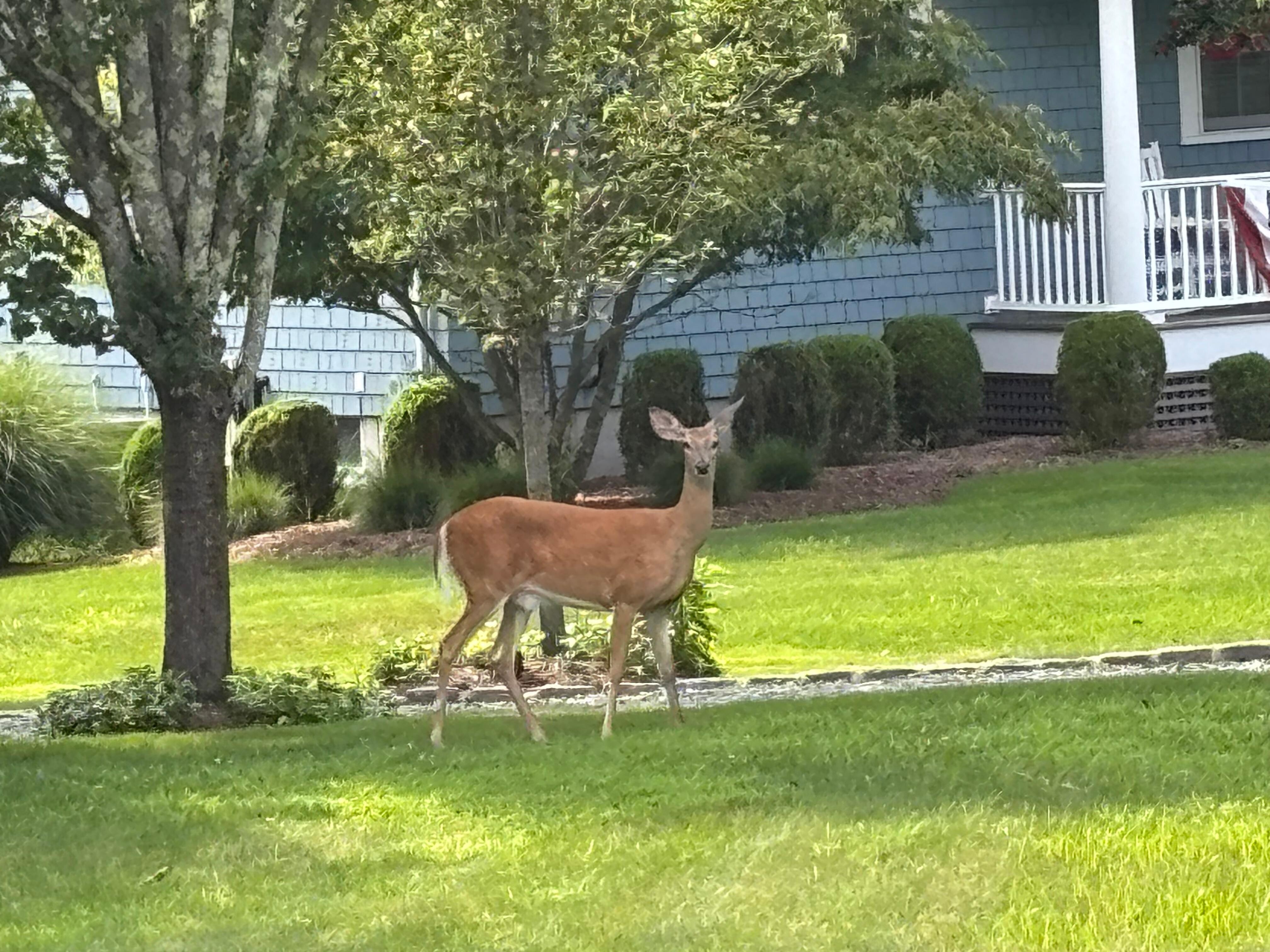A daily visit from the deer and bunnies.