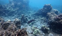 Octopus off Manini Beach
