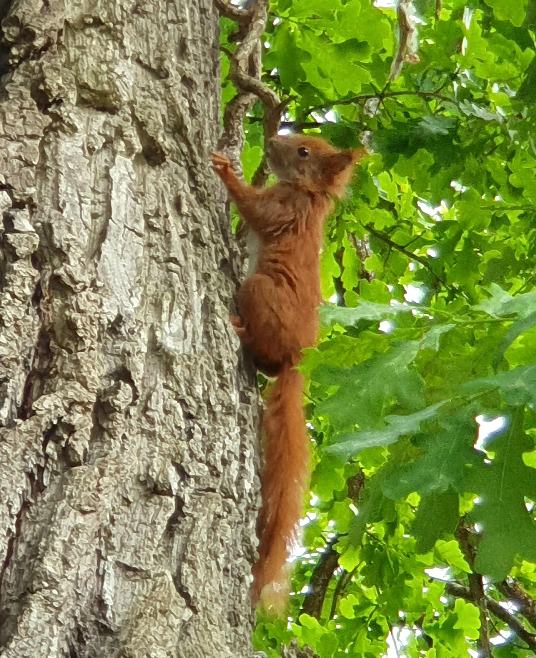 Haben mehrere rote Eichhörnchen gesichtet in der Gegend.