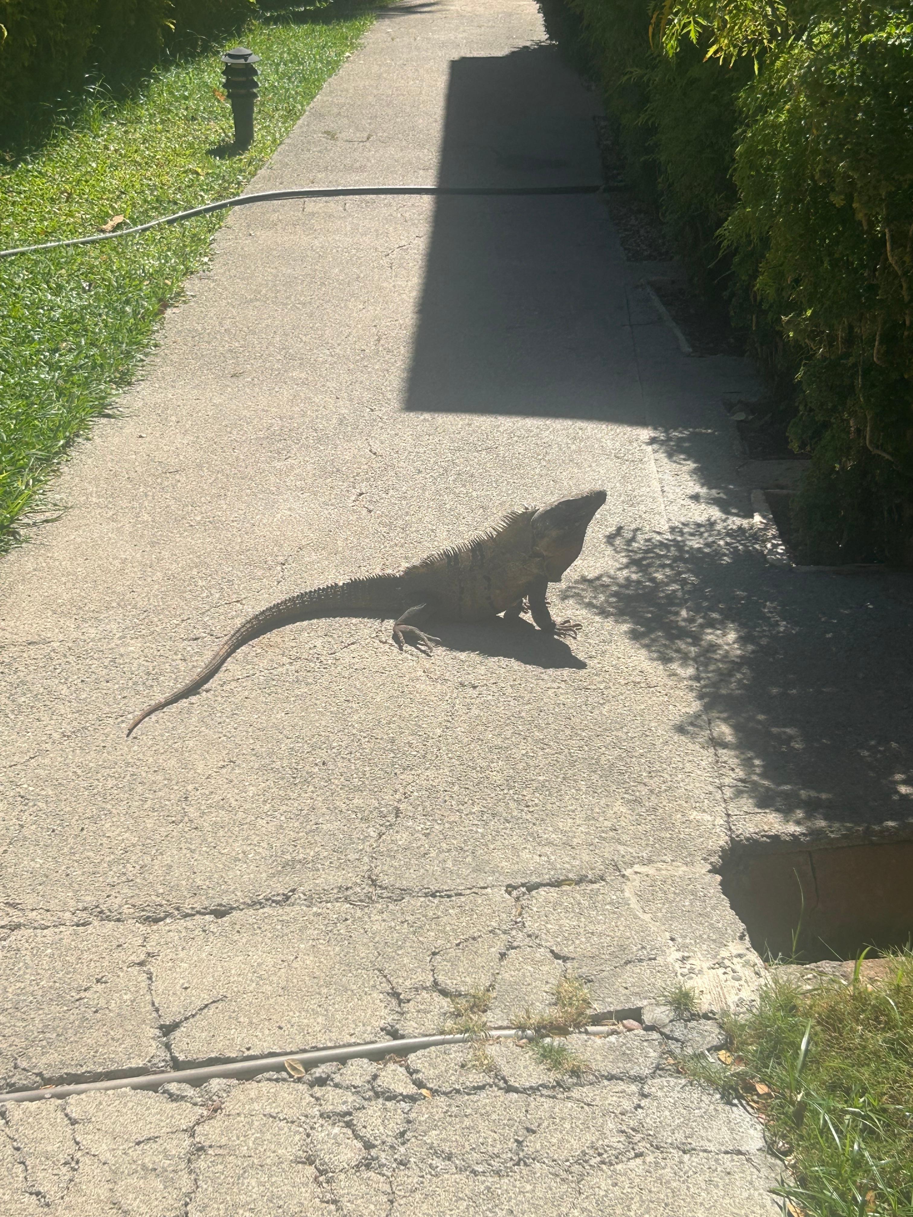 Wildlife on the property 