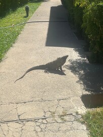 Wildlife on the property