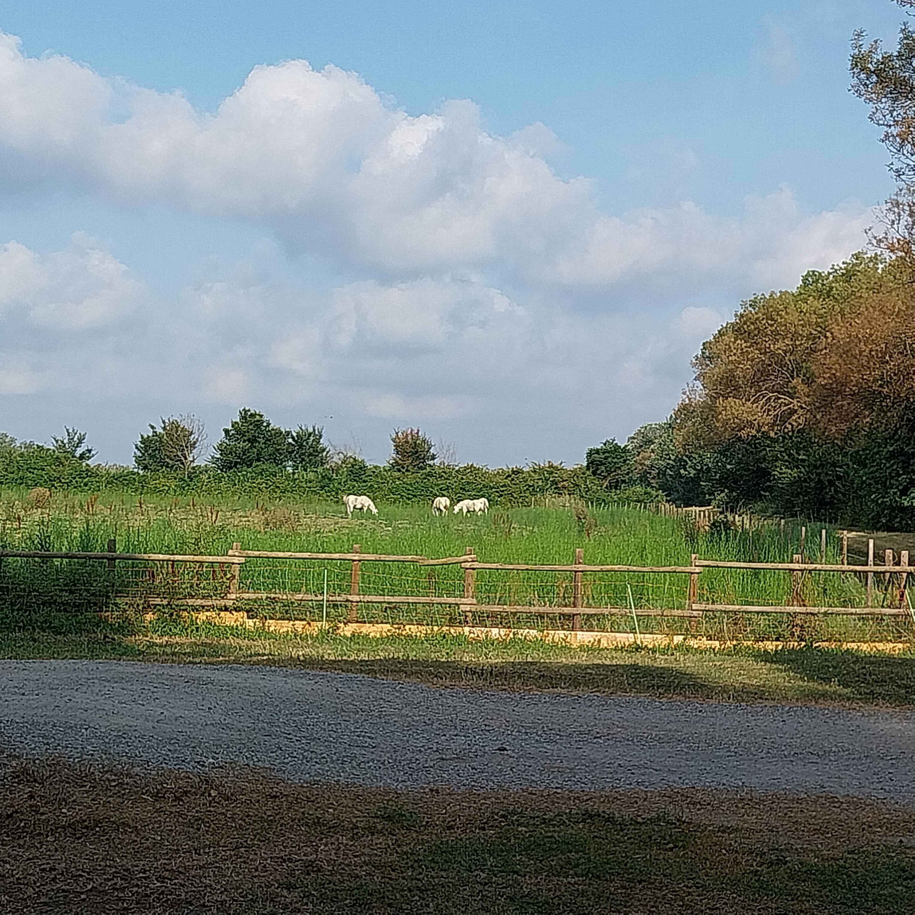 Chevaux dans un champ à proximité 