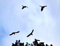 Black cockatoos