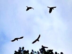 Black cockatoos 