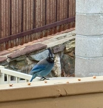 Stellar Blue Jays on our deck.