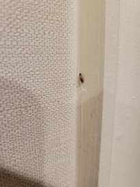 Roach in bathroom