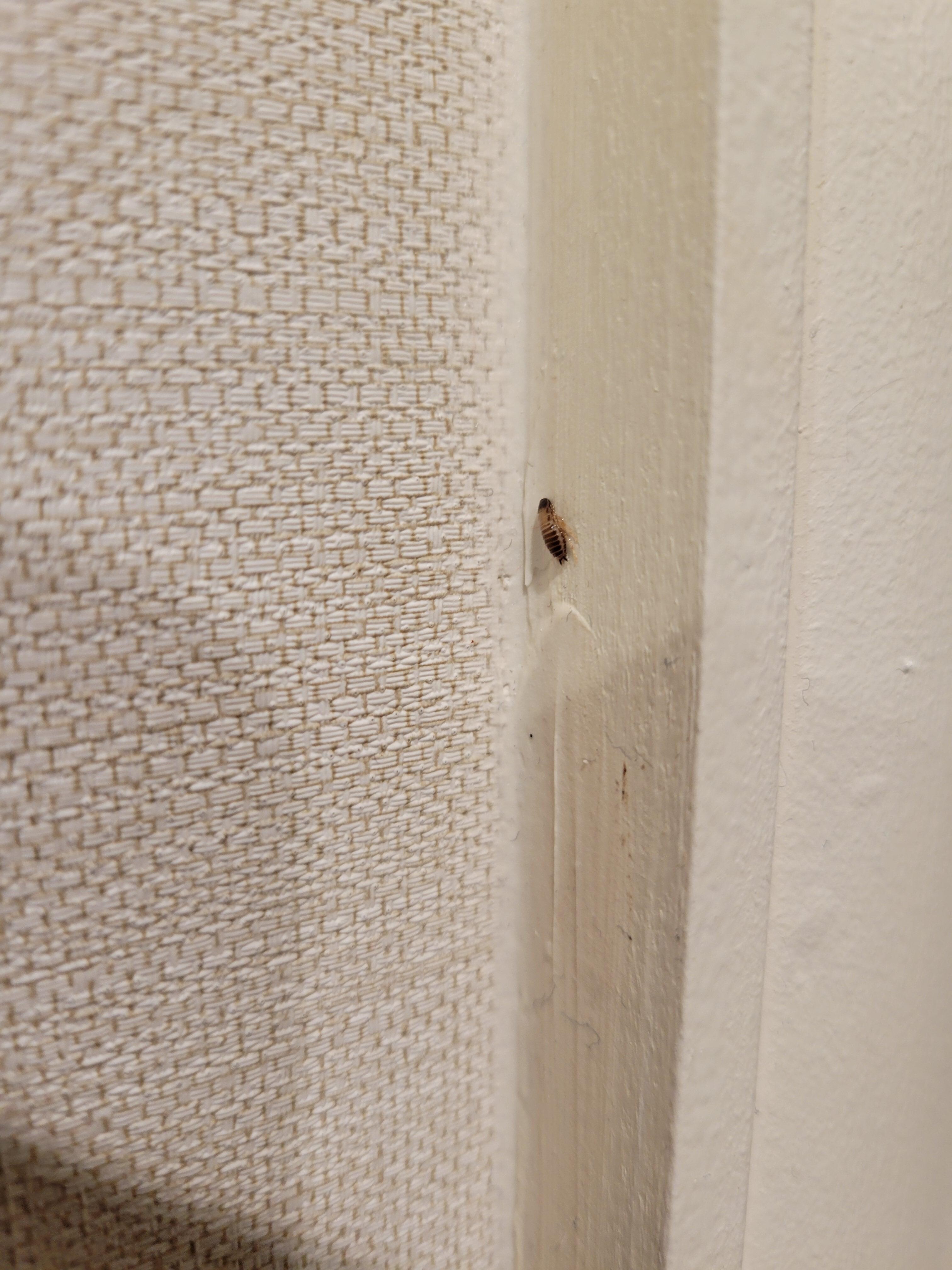 Roach in bathroom 
