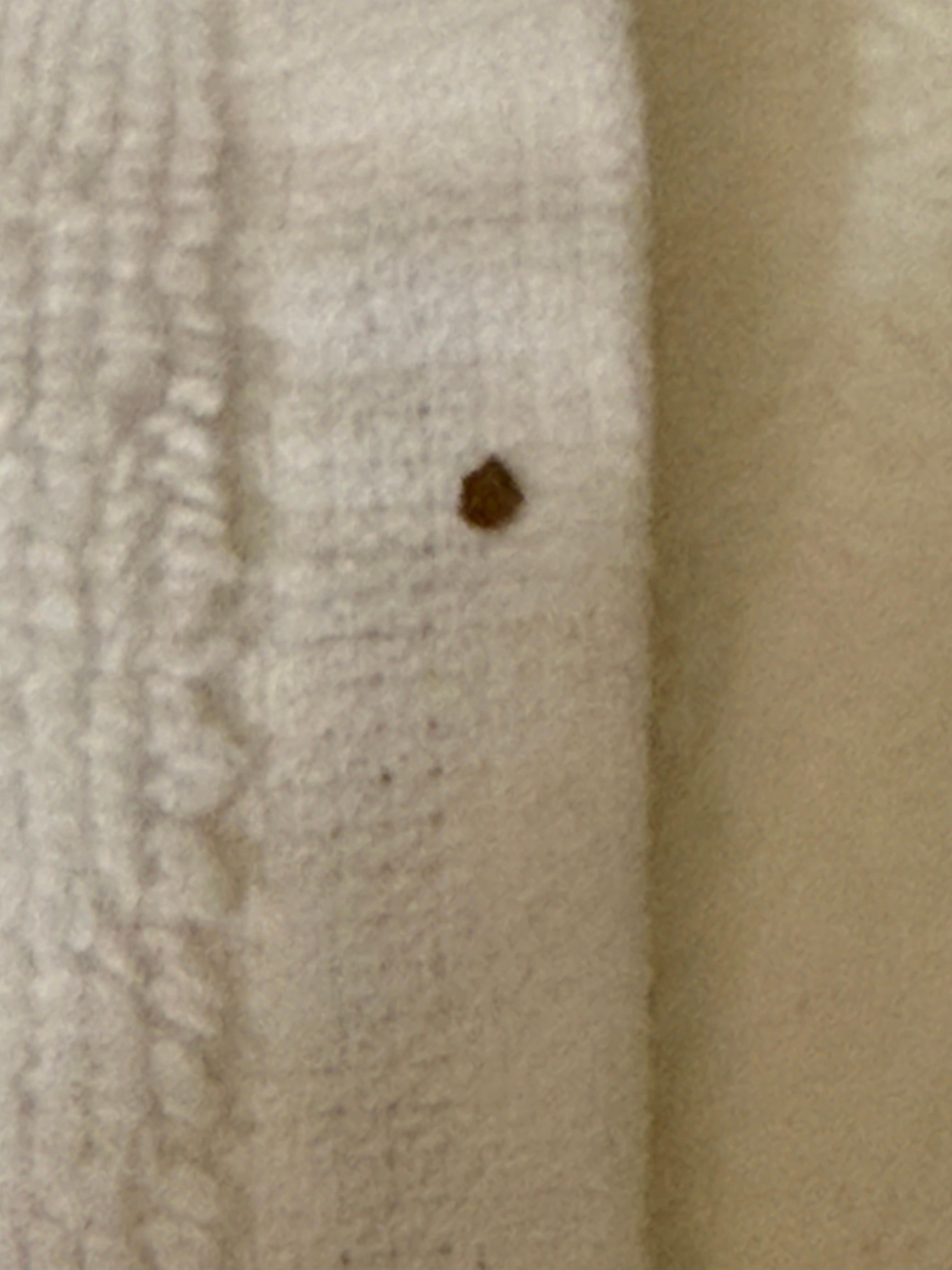 Bed bug found on hand towel.