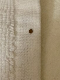 Bed bug found on hand towel.