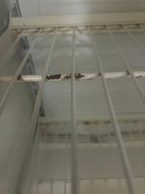 This was the fridge, smelt so musty as well