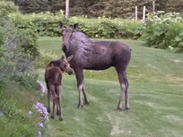 Moose and baby at midnight (yes it was that light out at midnight)