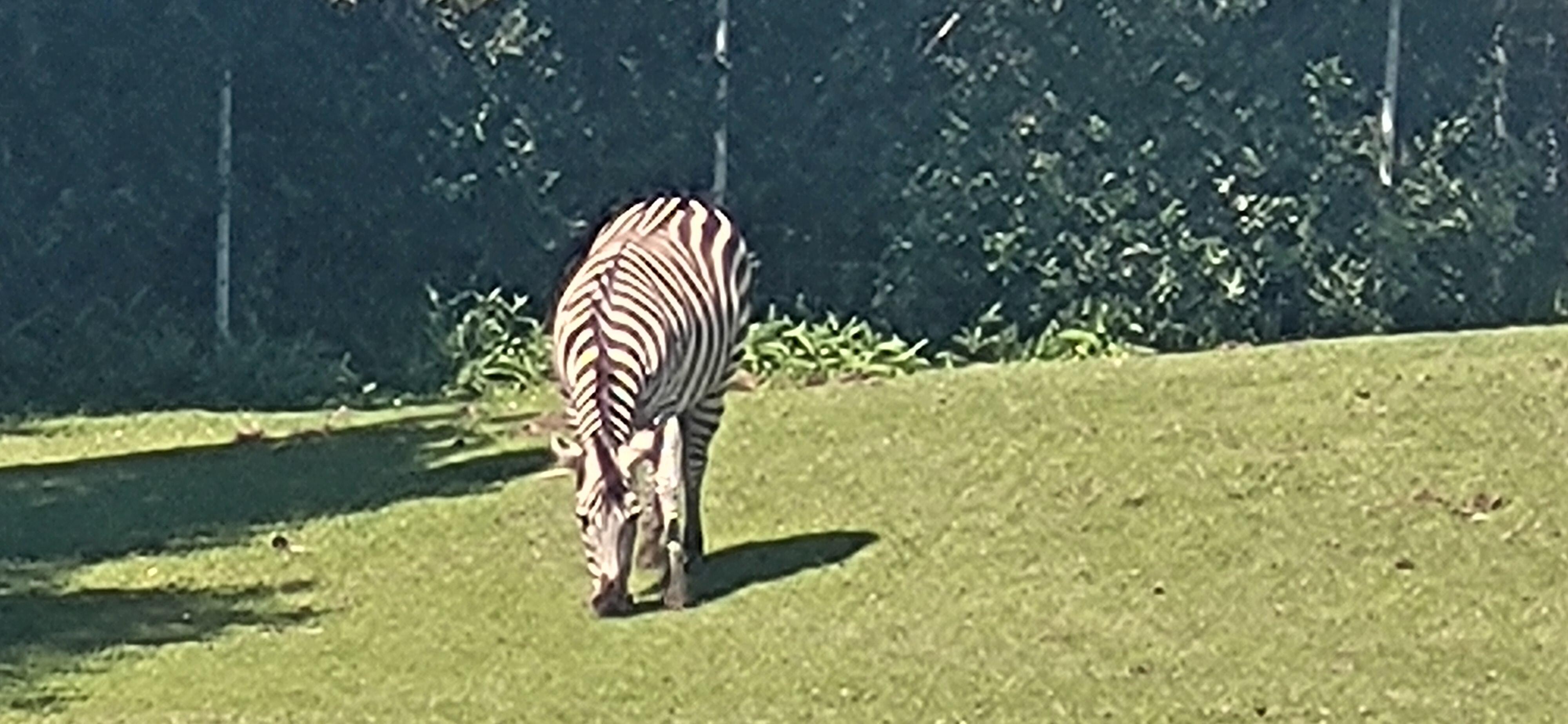 Zoo