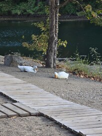 Friendly visitors that spent a couple of days with us!
