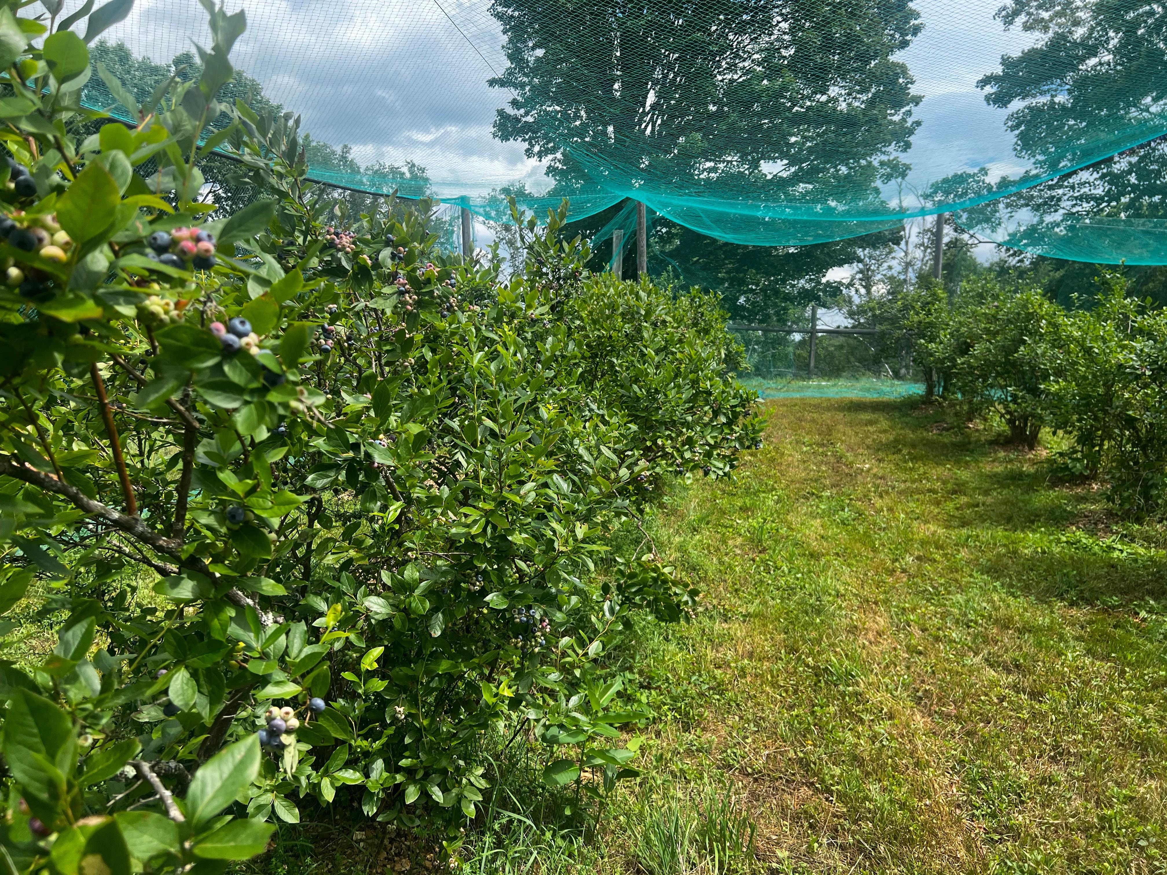 Blueberries were ripe for picking in late July. 