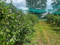 Blueberries were ripe for picking in late July.