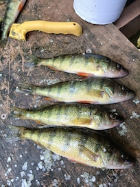 Some of the perch we caught