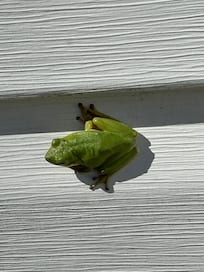 Our little friend