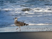 A walk on the beach