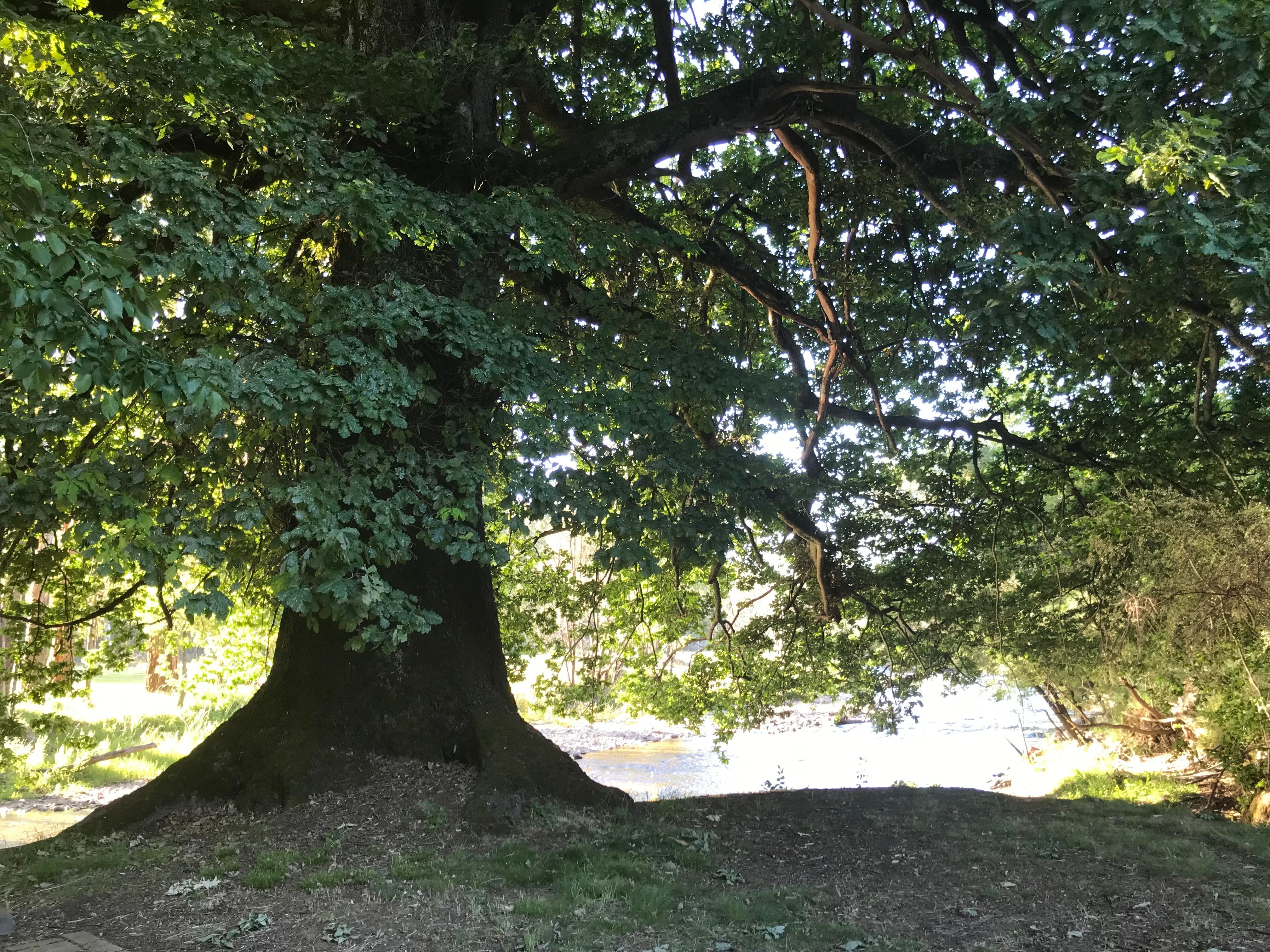 Stunning tree at foot of the garden
