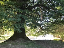 Stunning tree at foot of the garden