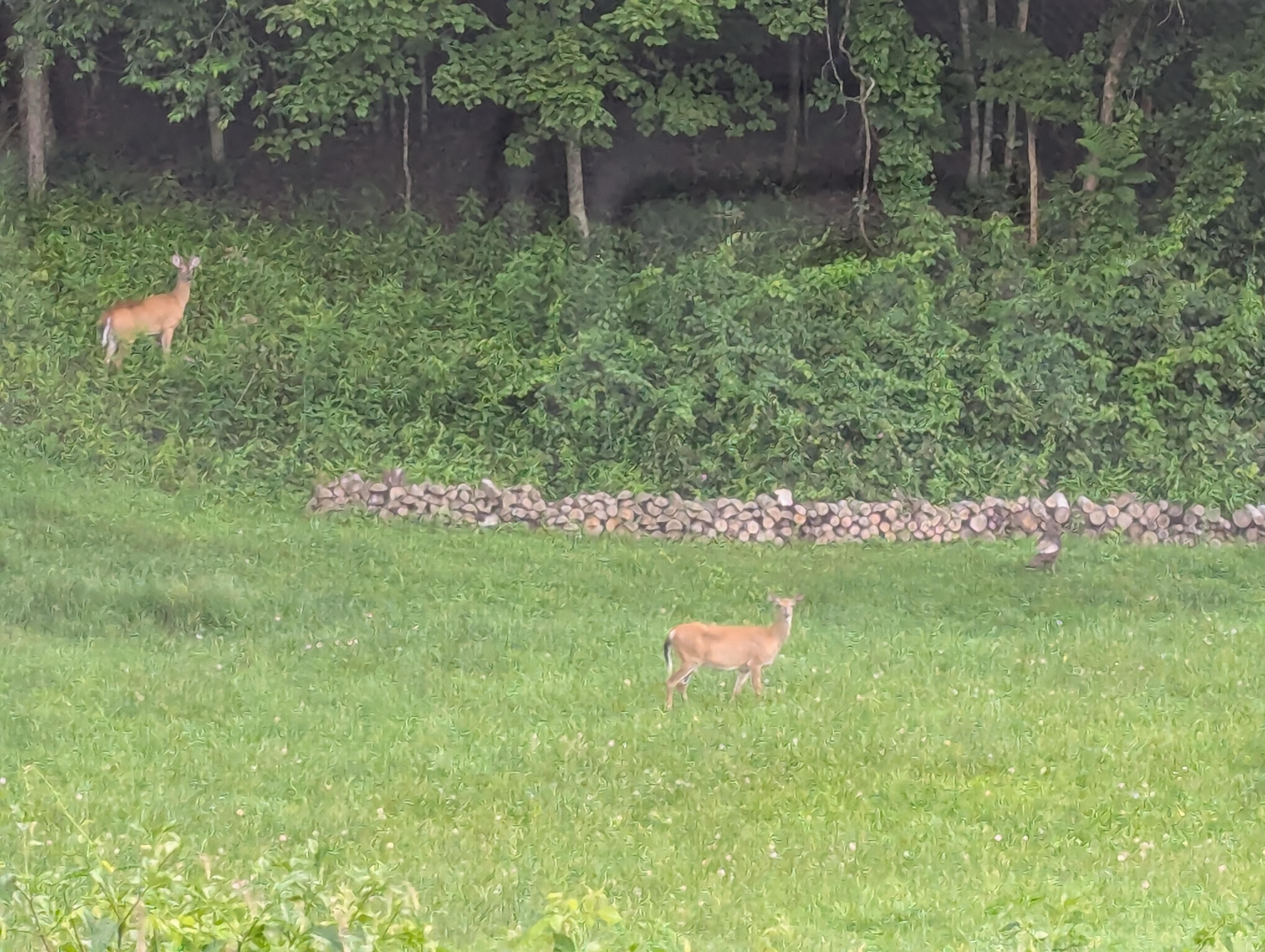 Two deer (and a turkey!) as seen from the front door.
