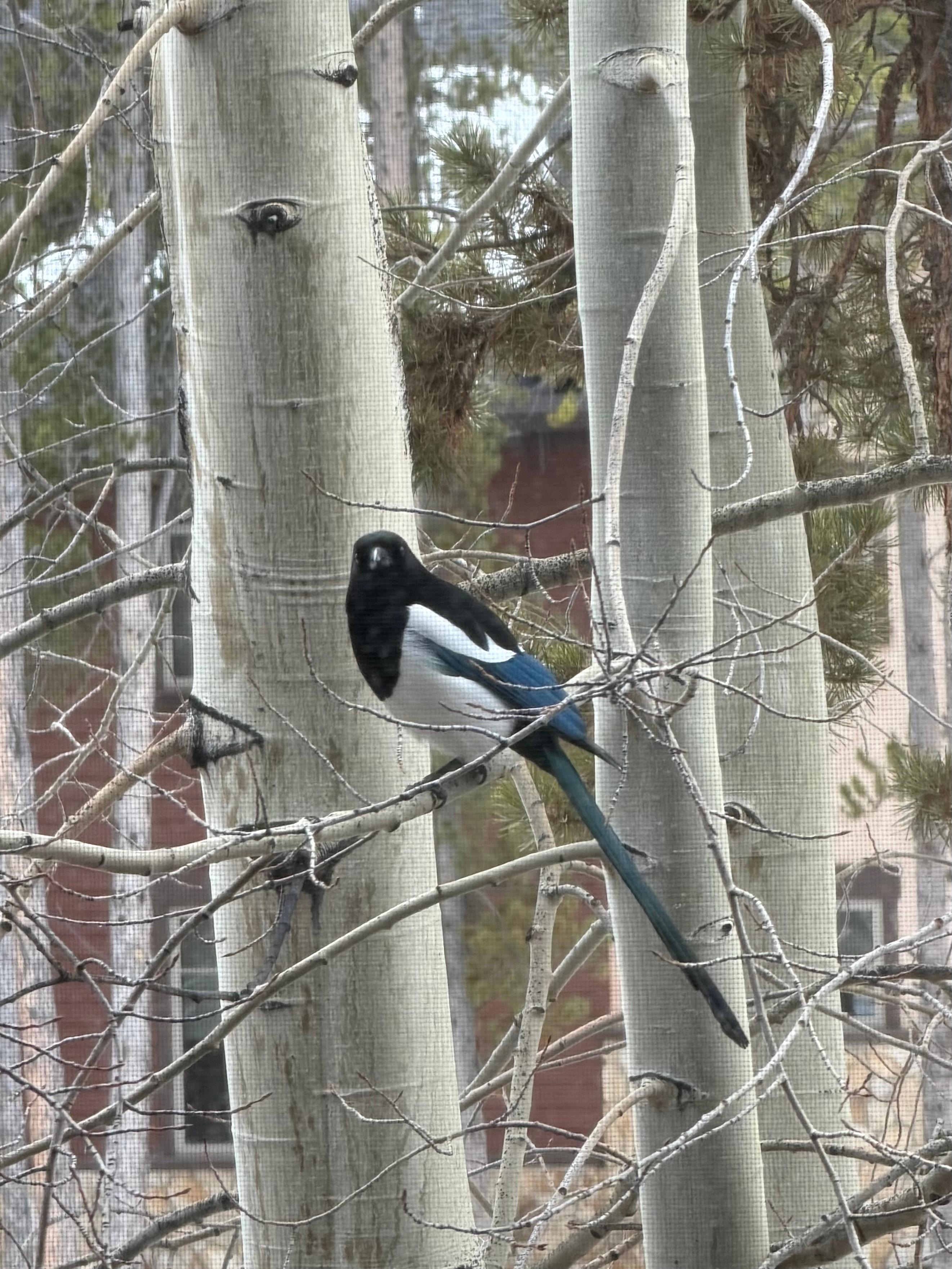 Magpie peeking in on us right outside of the living room. 
