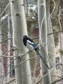 Magpie peeking in on us right outside of the living room.