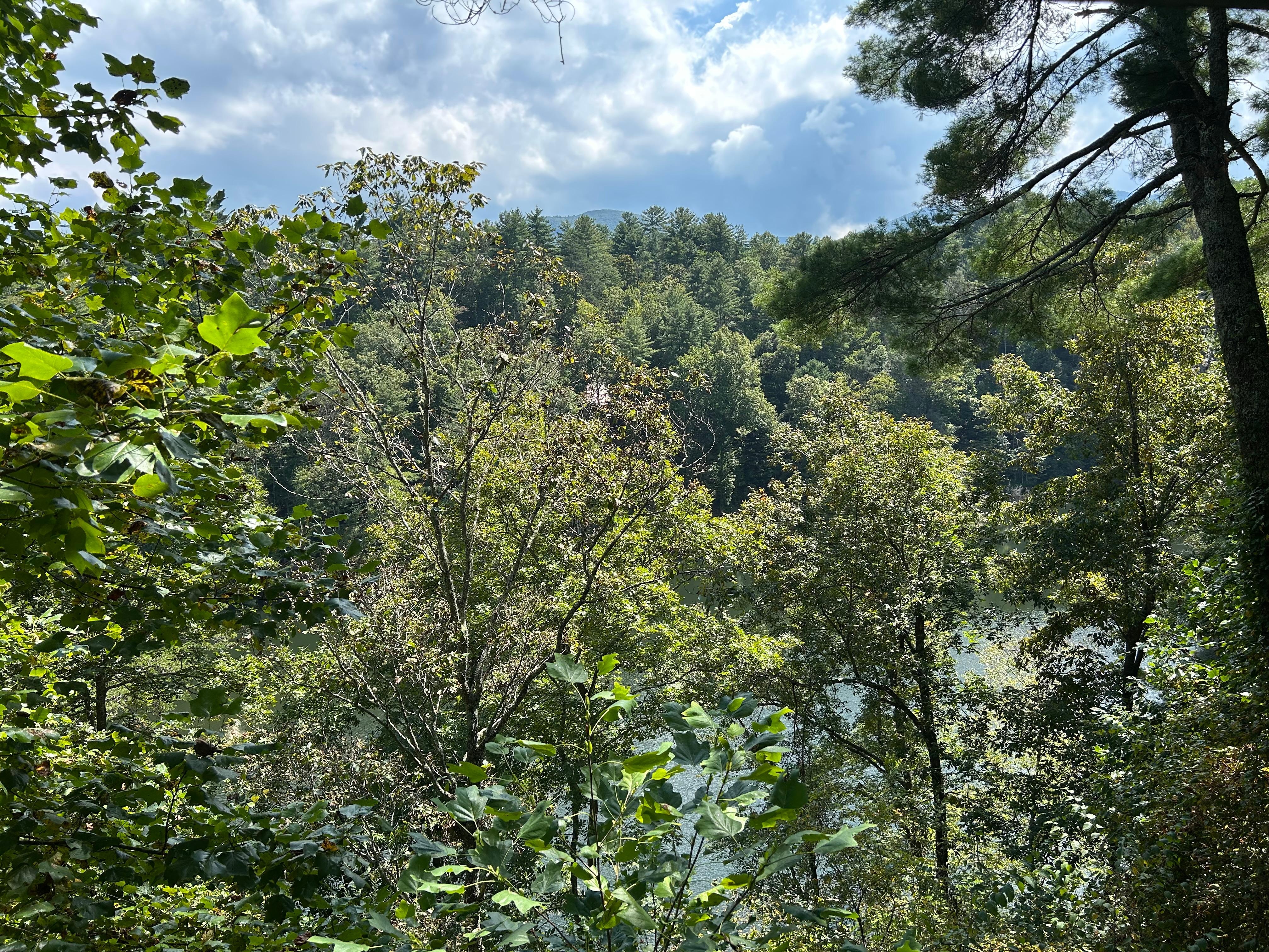 Mountains just over the trees