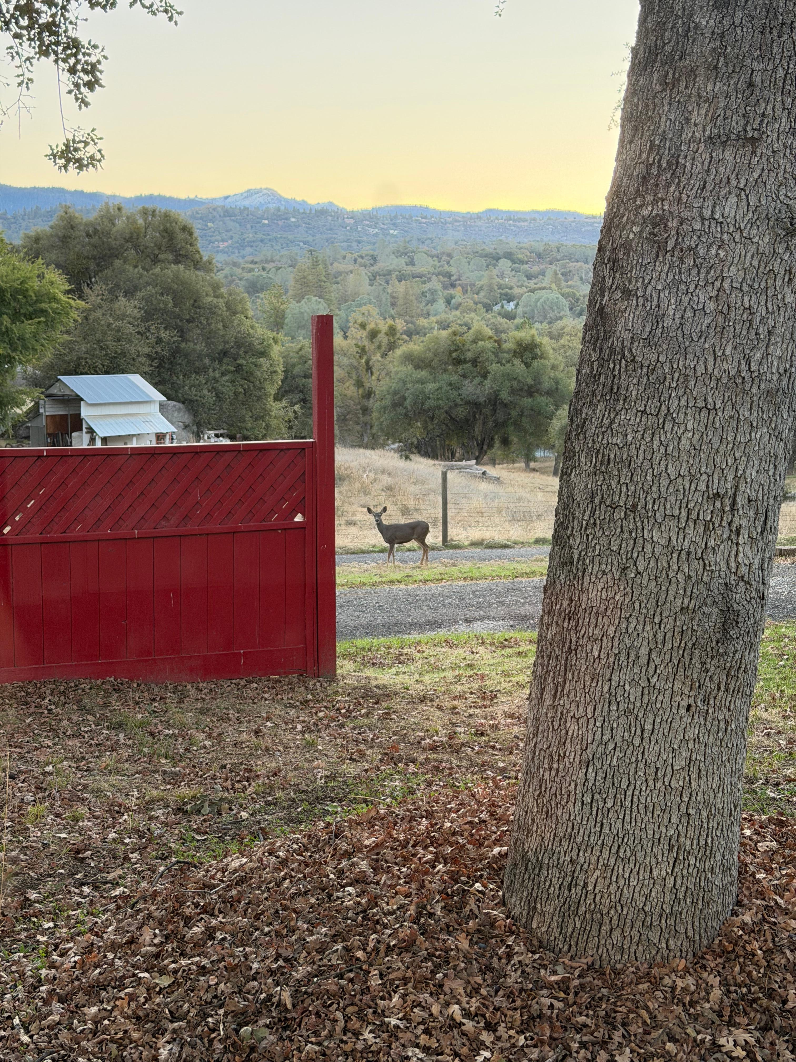 Woke up every morning with a daily of deer in the yard!