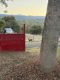 Woke up every morning with a daily of deer in the yard!