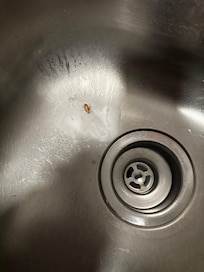 Cockroach in the sink…