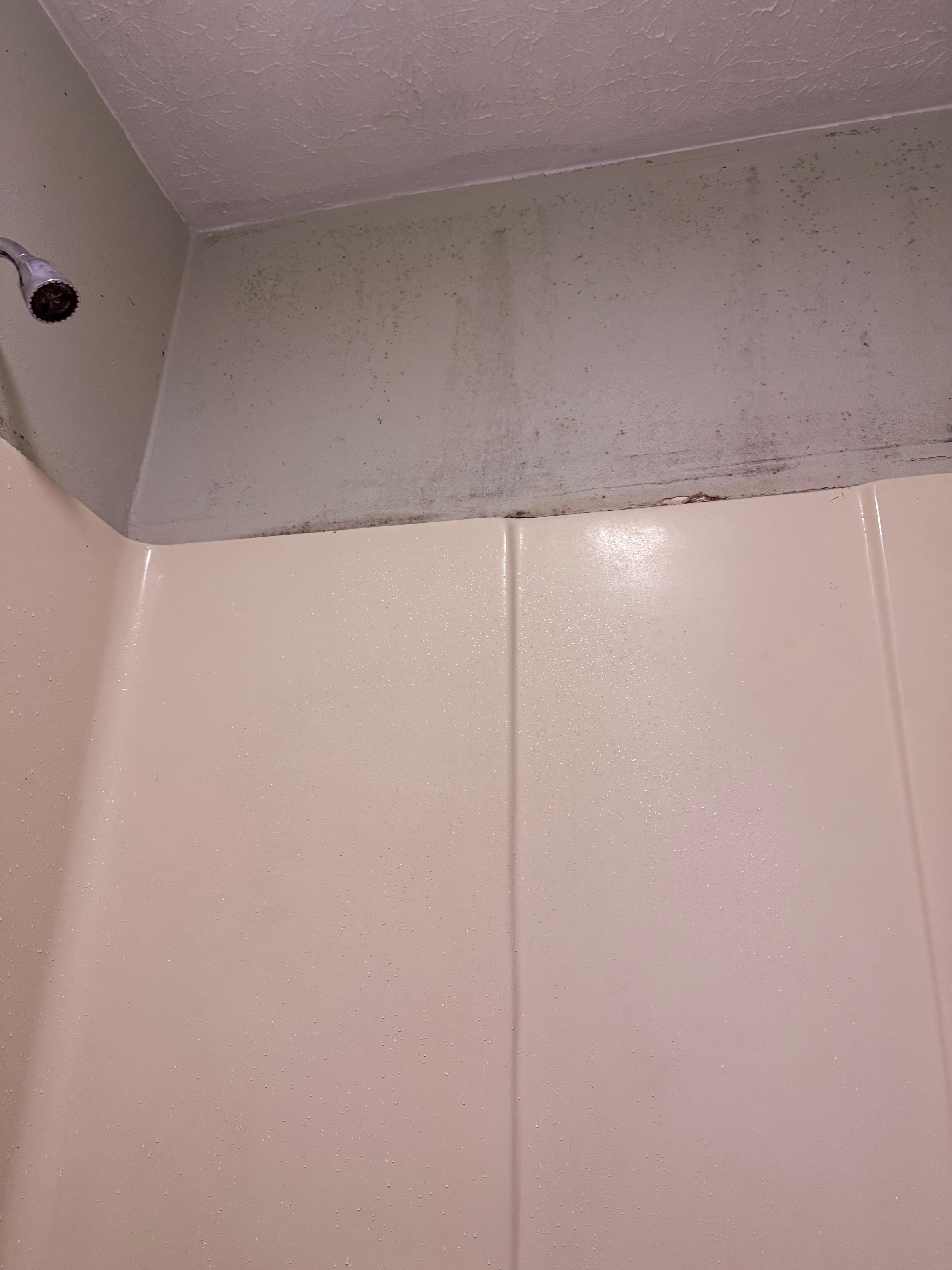 Molded on the walls above the shower