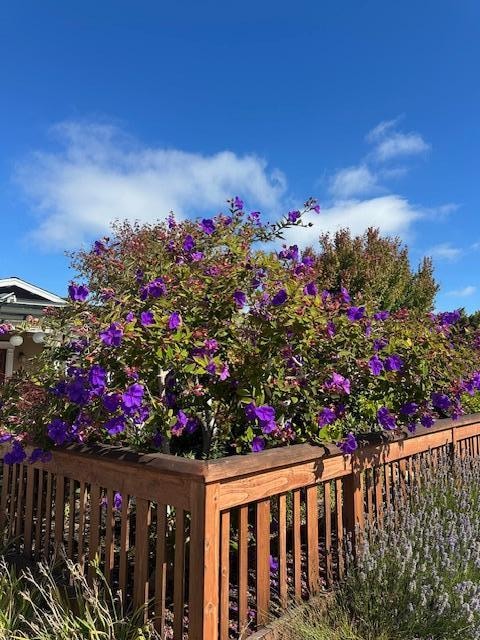 Beautiful landscaping/flowers in the front yard